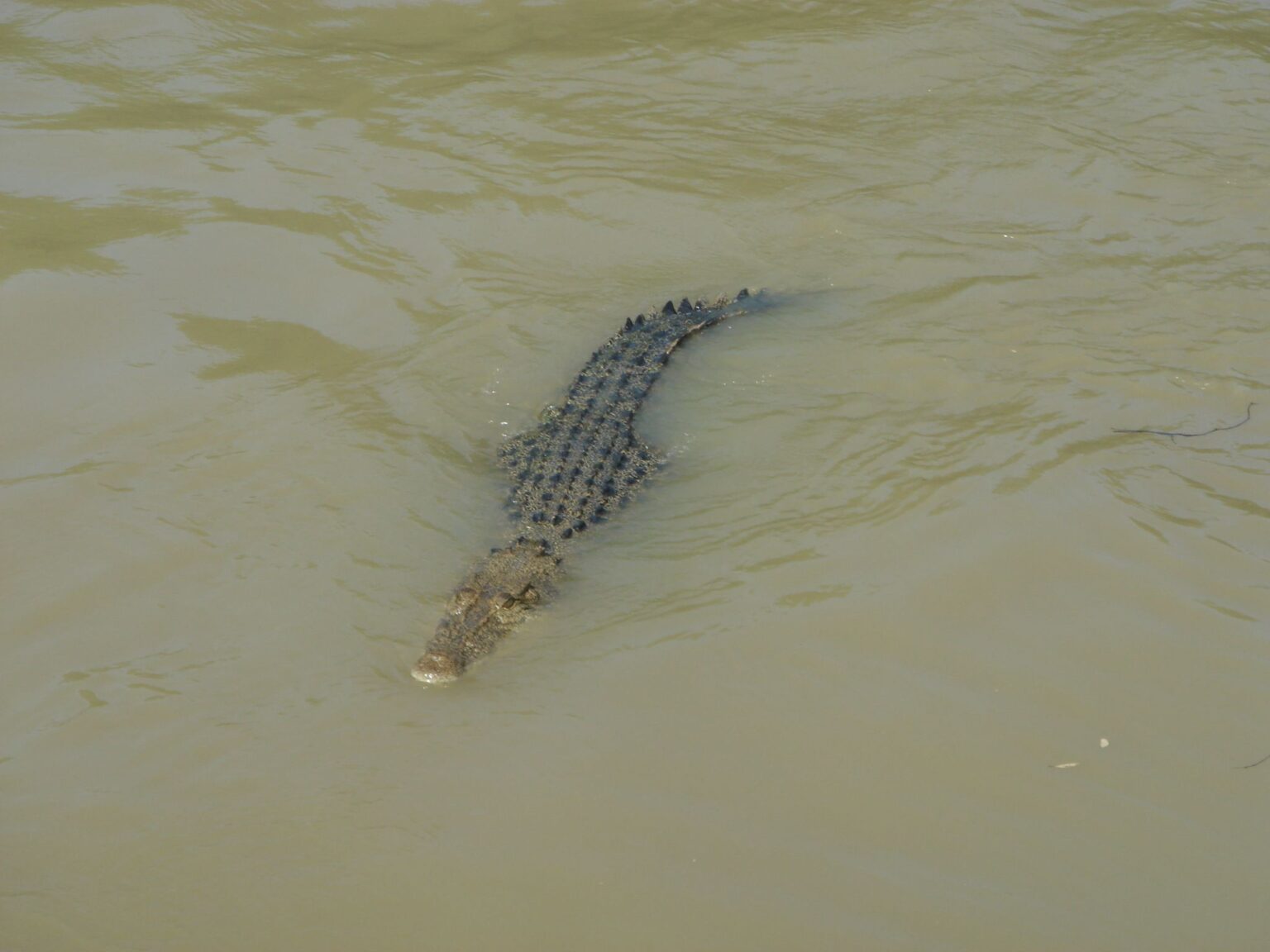 Im Fitzroy River leben zahlreiche Krokodile. (Symbolbild)